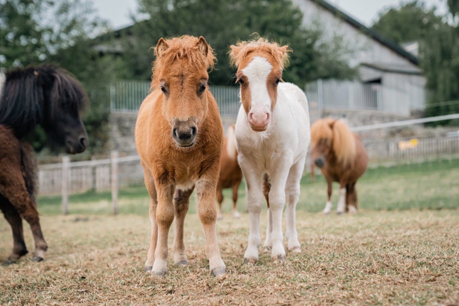 Shetland pony foals at Cannon Hall Farm