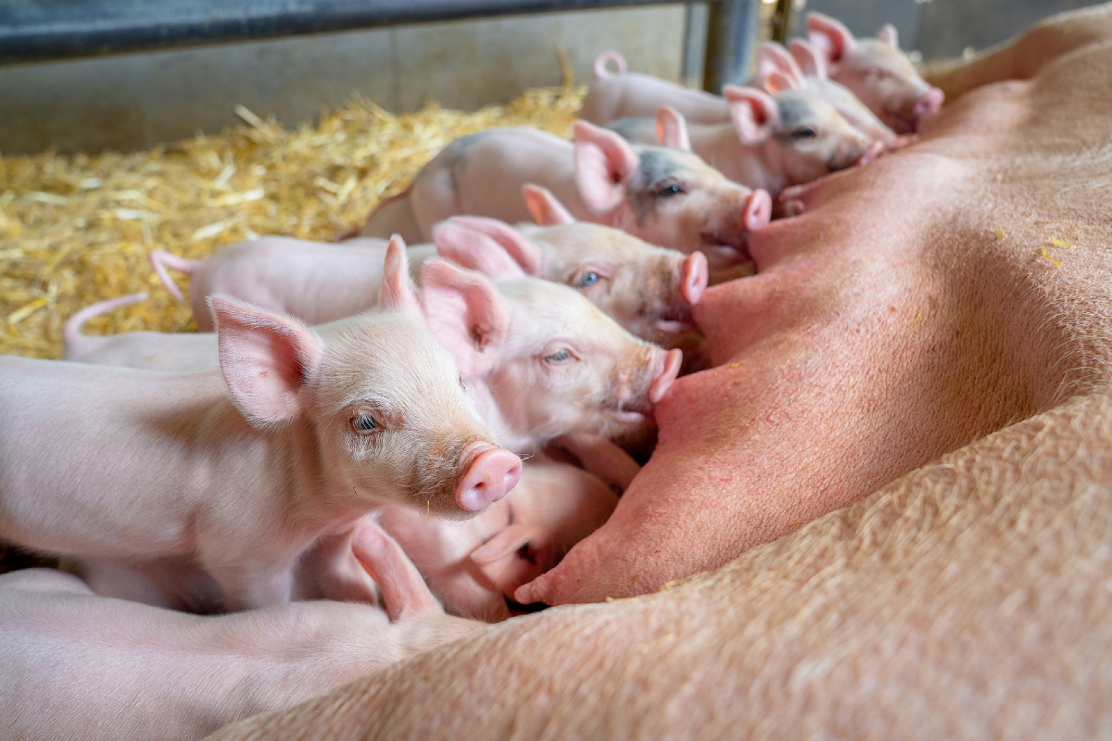 Piglets at Cannon Hall Farm
