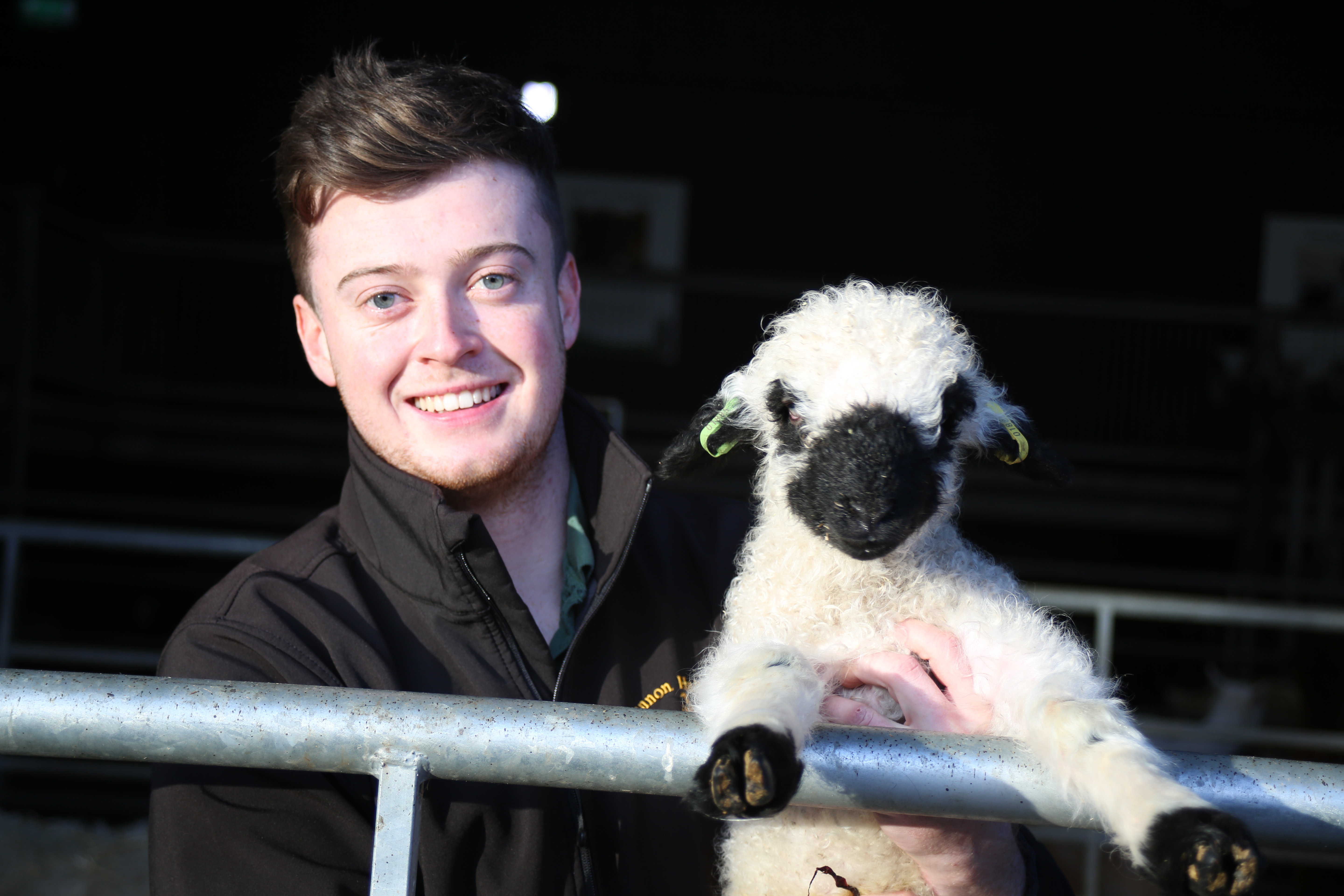 Farmer Alex and Valais black nose lamb