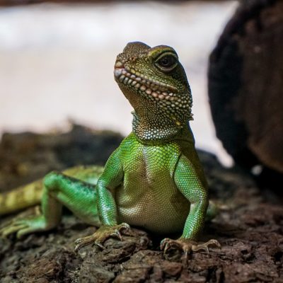 Cannon Hall Farm Reptile House