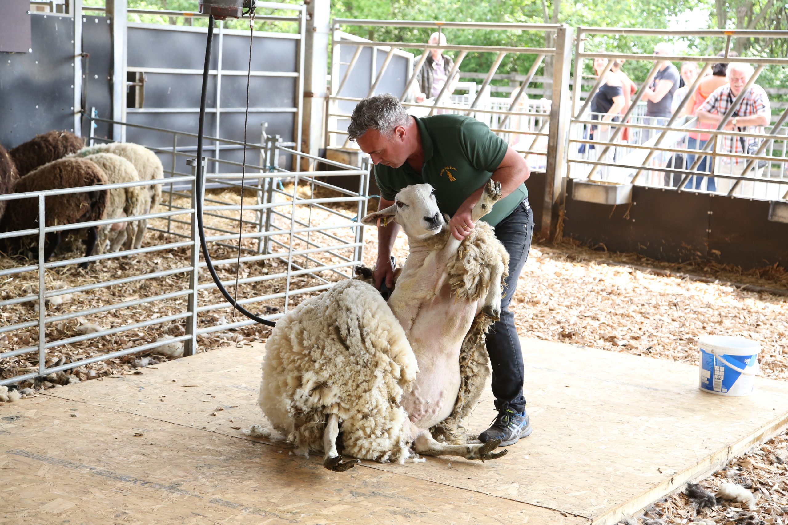 Sheep Shearing Festival May 25 to June 2 Cannon Hall Farm