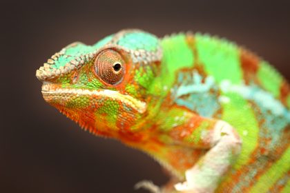 Cannon Hall Farm Reptile House