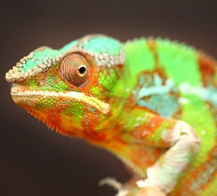 Cannon Hall Farm Reptile House