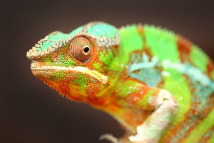 Cannon Hall Farm Reptile House