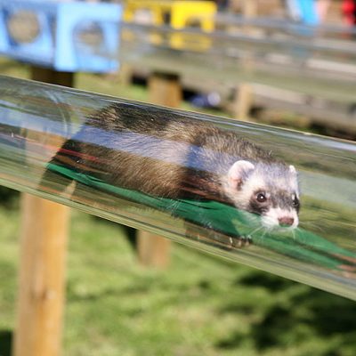 Ferret racing