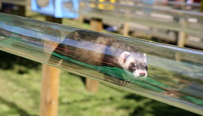 Ferret racing