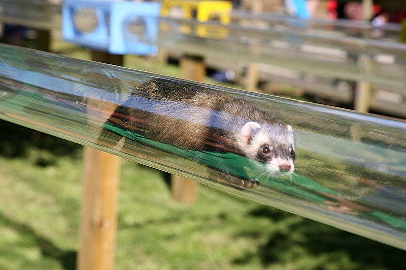 Ferret-racing