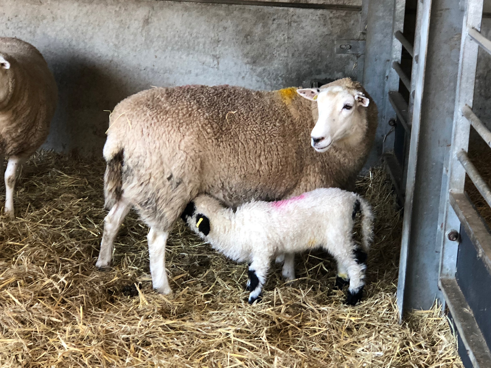 Rare Lambs The Star Of The Show! | Cannon Hall Farm