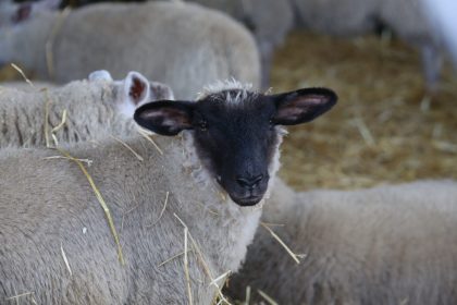 Sheep talk