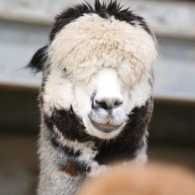 Zander the Alpaca