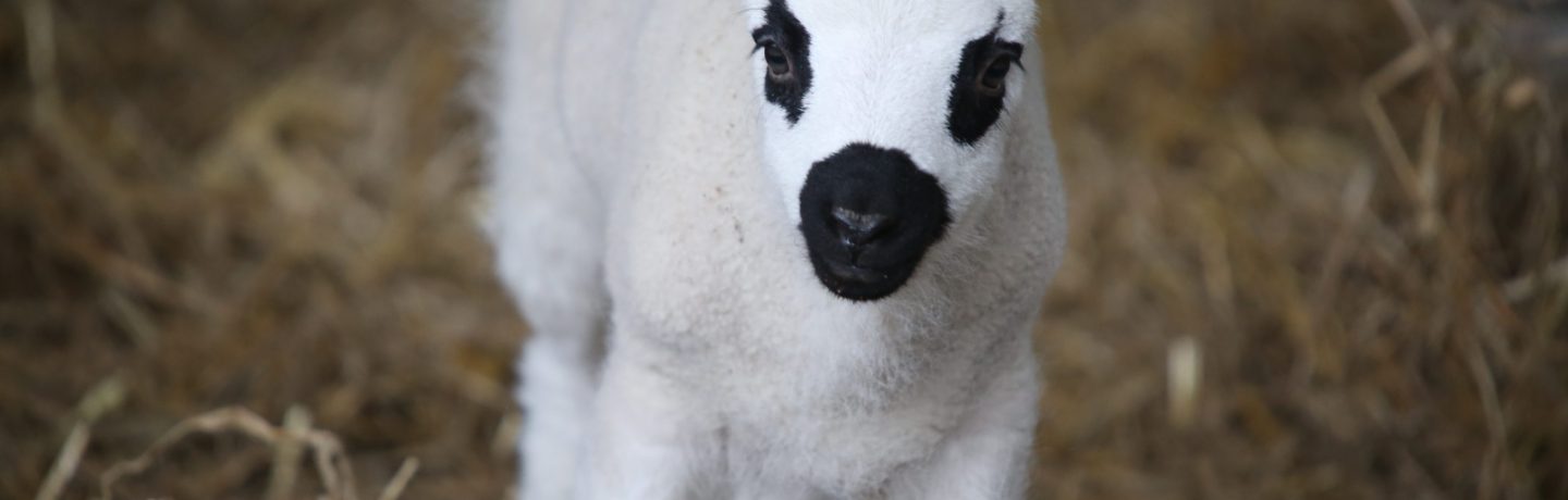 Lamb racing