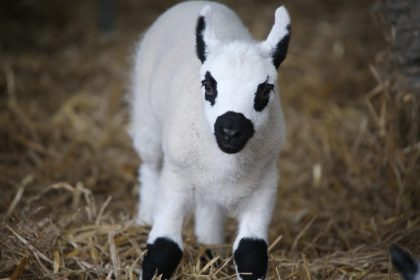 Lamb racing