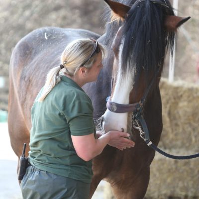 Shire Horse