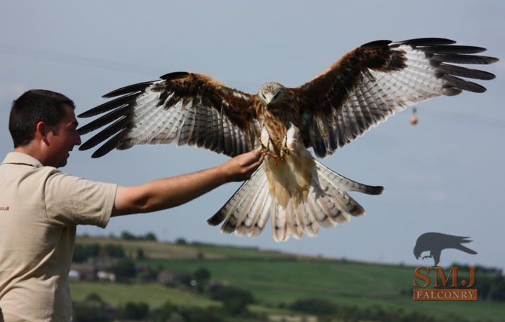 Falconry weekend