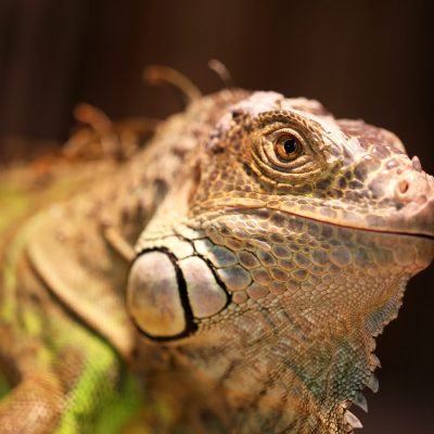 Iguana at Cannon Hall Farm