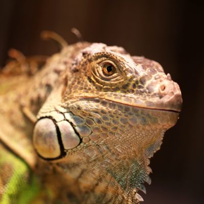 Iguana at Cannon Hall Farm