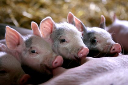 Three little piglets feeding from their mother