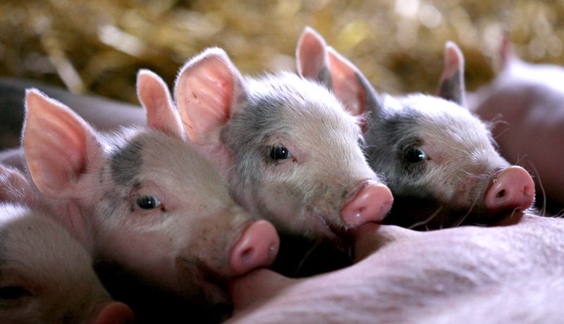 Three little piglets feeding from their mother