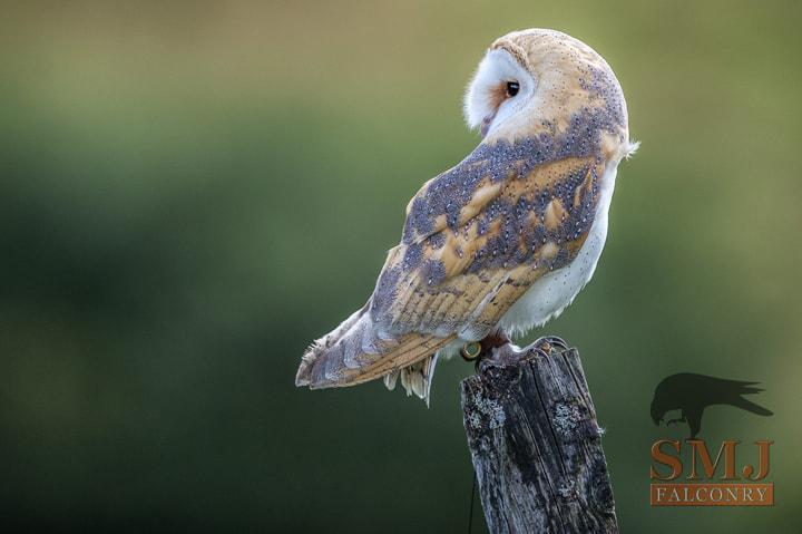 barn-owl-smj-falconry
