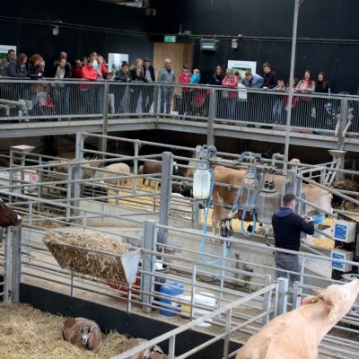 Farmyard