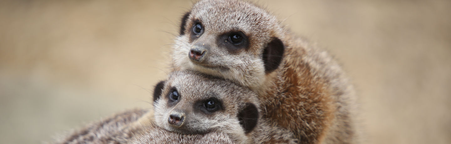 Meerkats