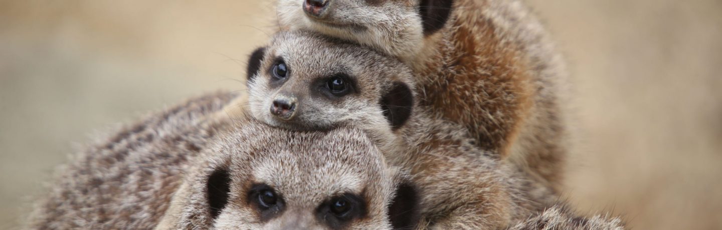 Meerkats
