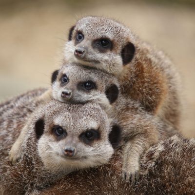 Meerkats