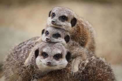 Meerkats