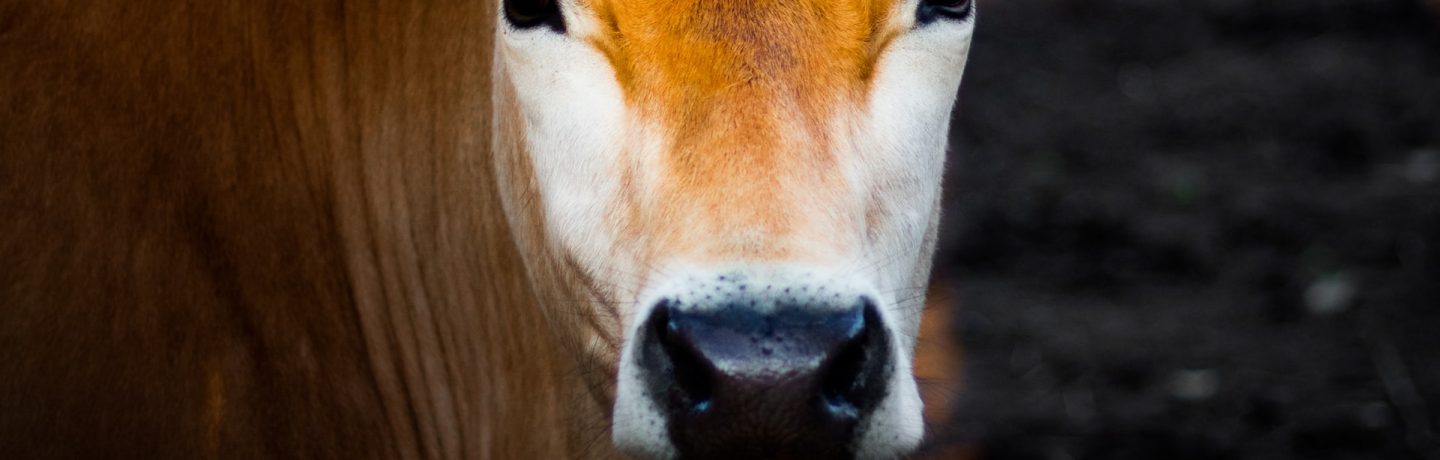 Shorthorn talk