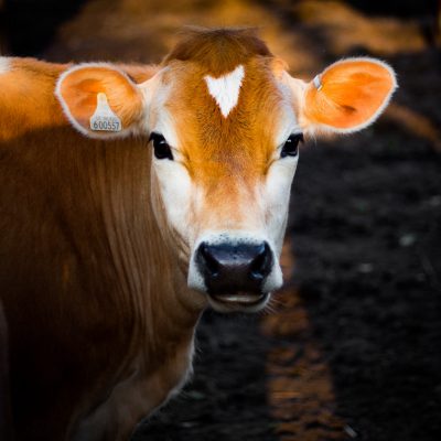 Shorthorn talk