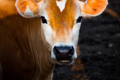 Shorthorn talk
