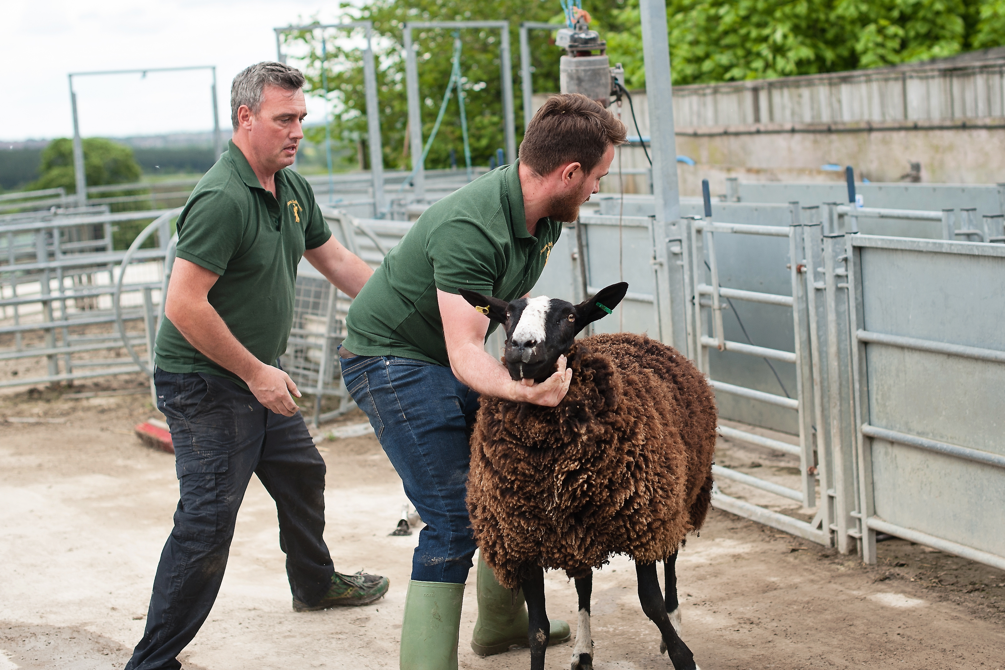 Shearing 2