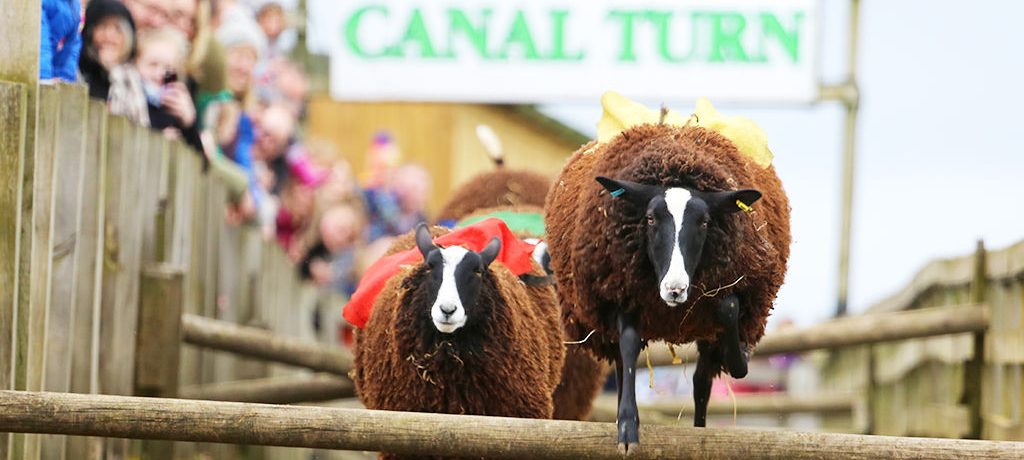Sheep racing at Cannon Hall Farm