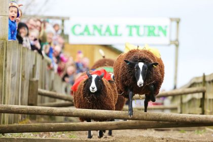 Sheep racing at Cannon Hall Farm