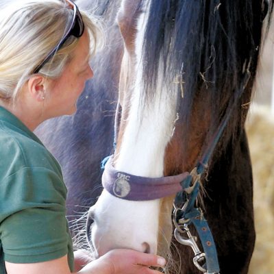 Shire Horse