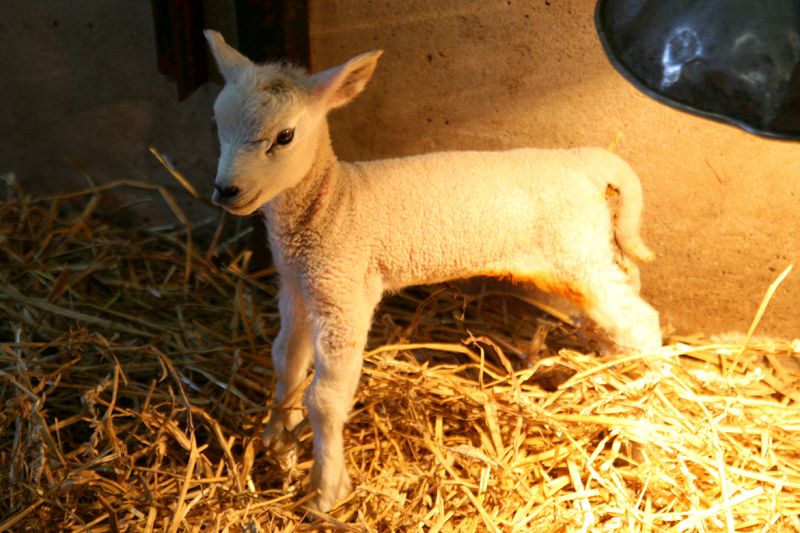 tiny White lamb