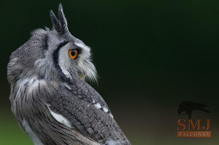 white-faced-scops-owl-smj-falconry