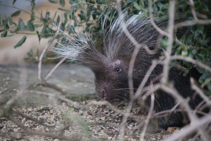 Spike