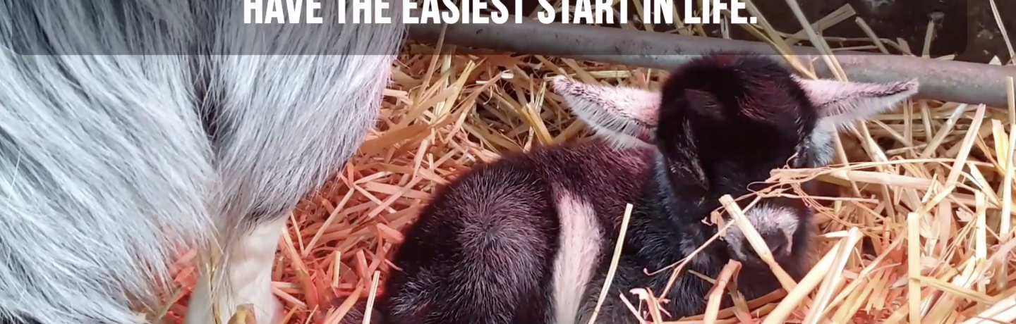 Goat Cesarean - Cannon Hall Farm