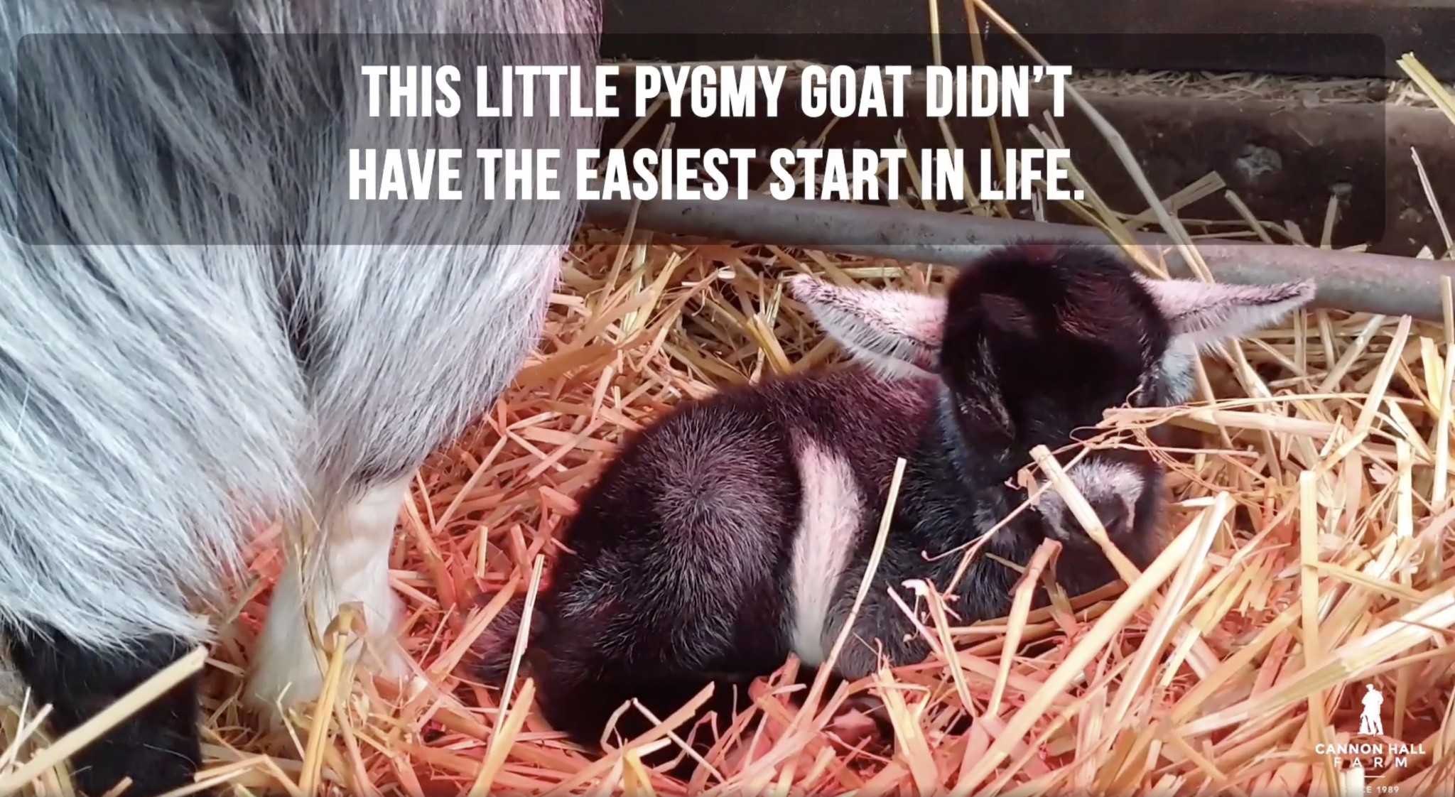 Goat Cesarean Cannon Hall Farm Cannon Hall Farm