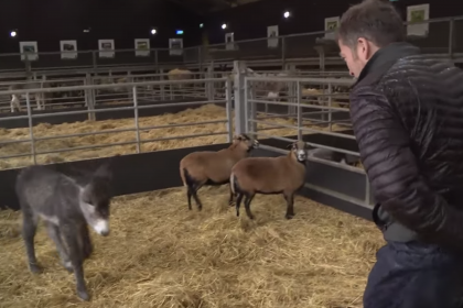 The Yorkshire Vet vs The Pigs