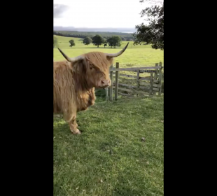 Farmer Robert