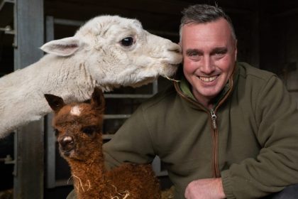 New baby alpca on Cannon Hall Farm