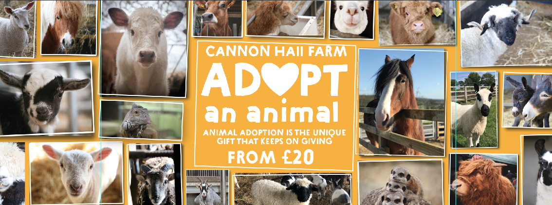 Adopt an animal! | Cannon Hall Farm