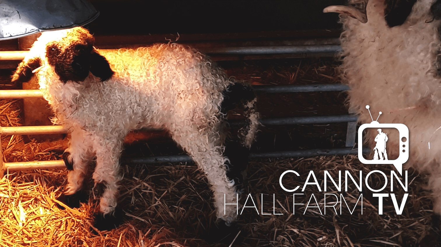 TubeFeeding A Lamb Cannon Hall Farm