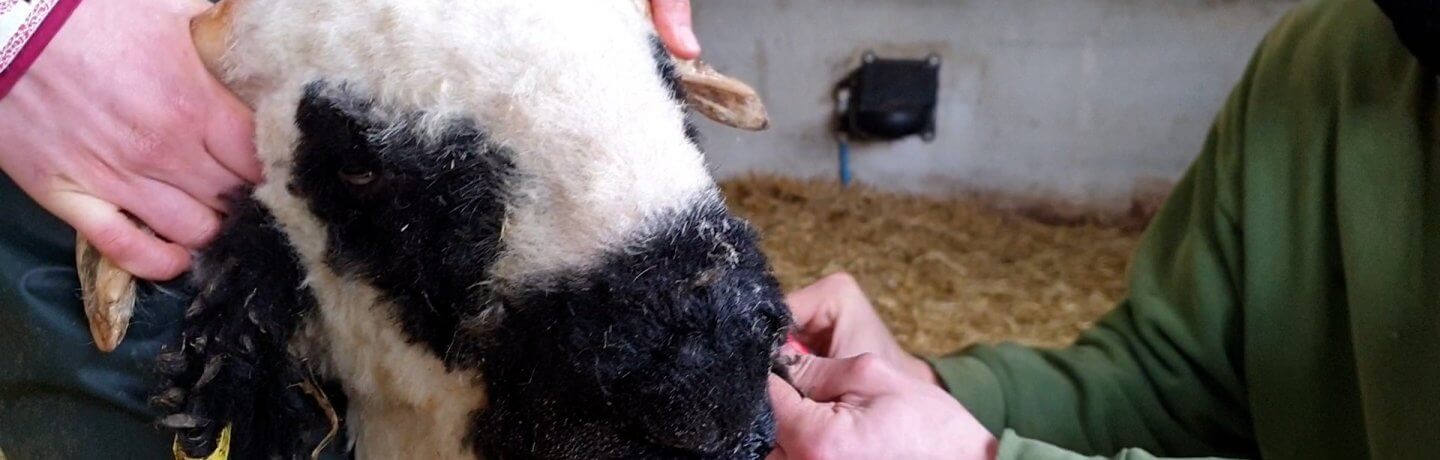 Trimming our Swiss Valais Sheep