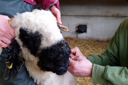 Trimming our Swiss Valais Sheep