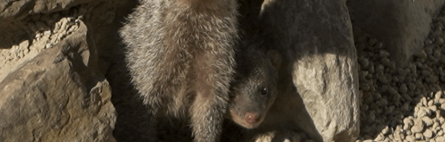 Our Mongoose on Cannon Hall Farm