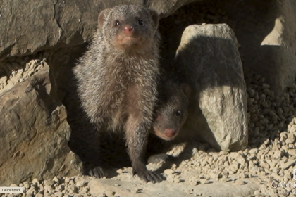 Our Mongoose on Cannon Hall Farm