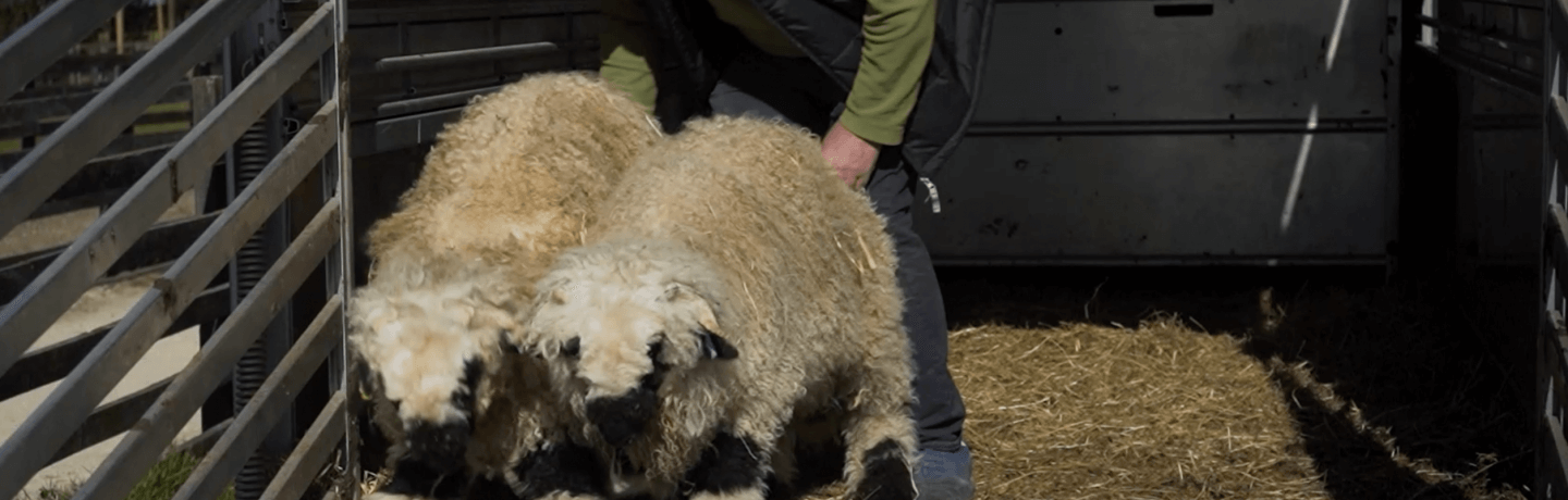 Our Swiss Valais ram twins Brussell and Sprout